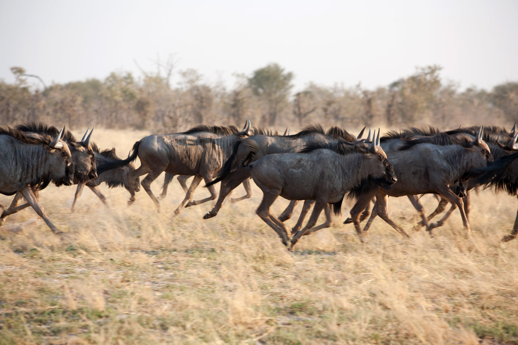 Botswana-2015-1069